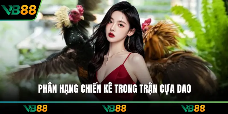 Phân hạng chiến kê trong trận cựa dao